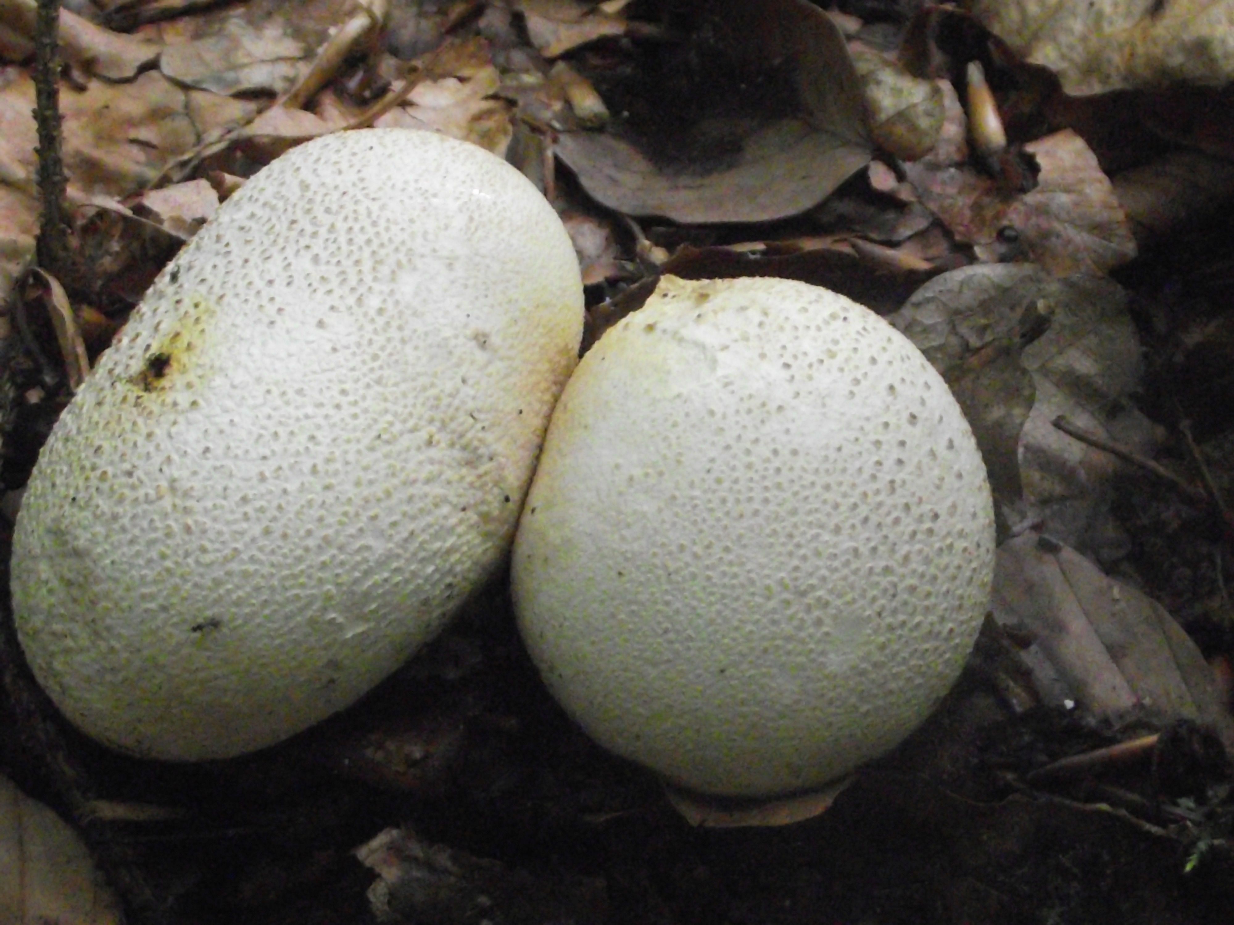 Dickschaliger Kartoffelbovist